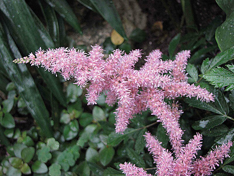 Купить саженцы цветов Астильба Аваланш {2}