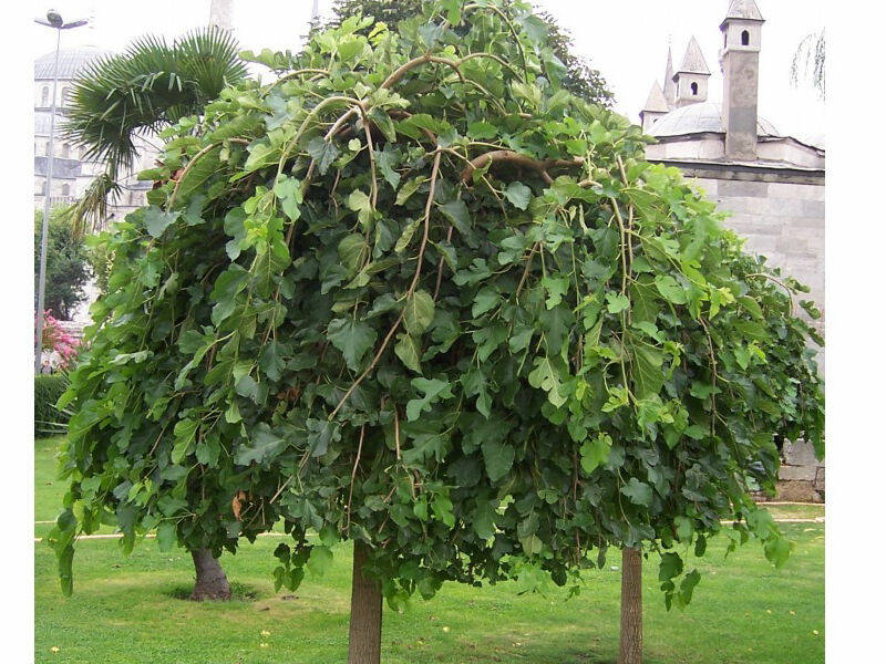 Плакучие саженцы купить саженцы из питомника {2}
