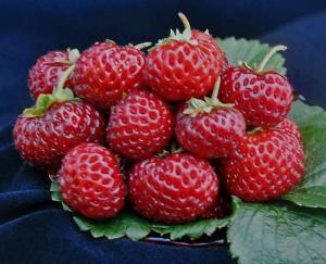 Клубника "МИЦЕ ШИНДЛЕР" (6 шт.)